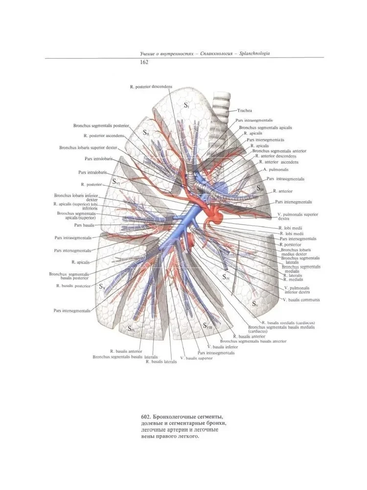 Atlas of Human Anatomy. In 3 Volumes. Volume 2