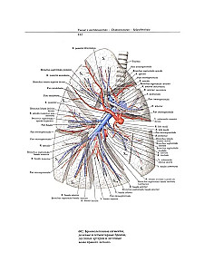Atlas anatomii człowieka. W 3 tomach. Tom 2
