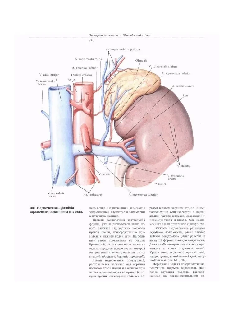 Atlas anatomii człowieka. W 3 tomach. Tom 2