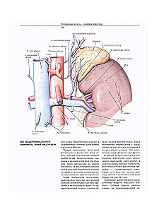 Atlas anatomii człowieka. W 3 tomach. Tom 2