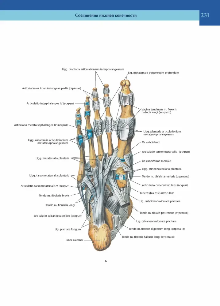 Atlas of Human Anatomy. Volume 1 of 3