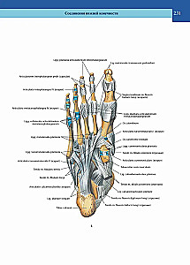 Atlas of Human Anatomy. Volume 1 of 3