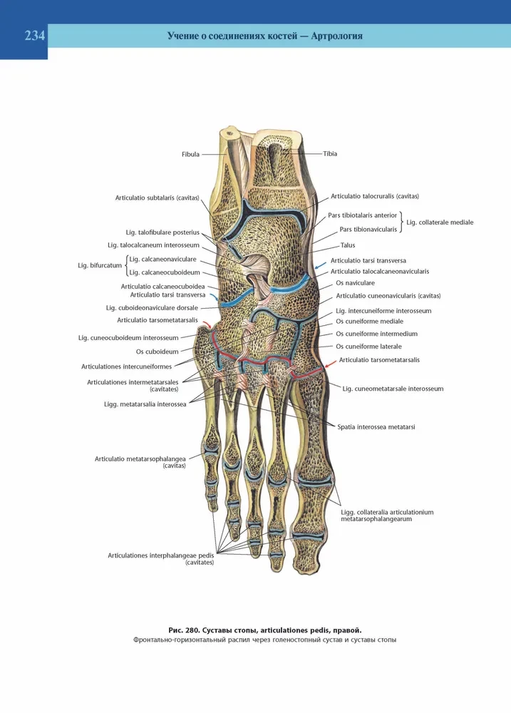 Atlas of Human Anatomy. Volume 1 of 3