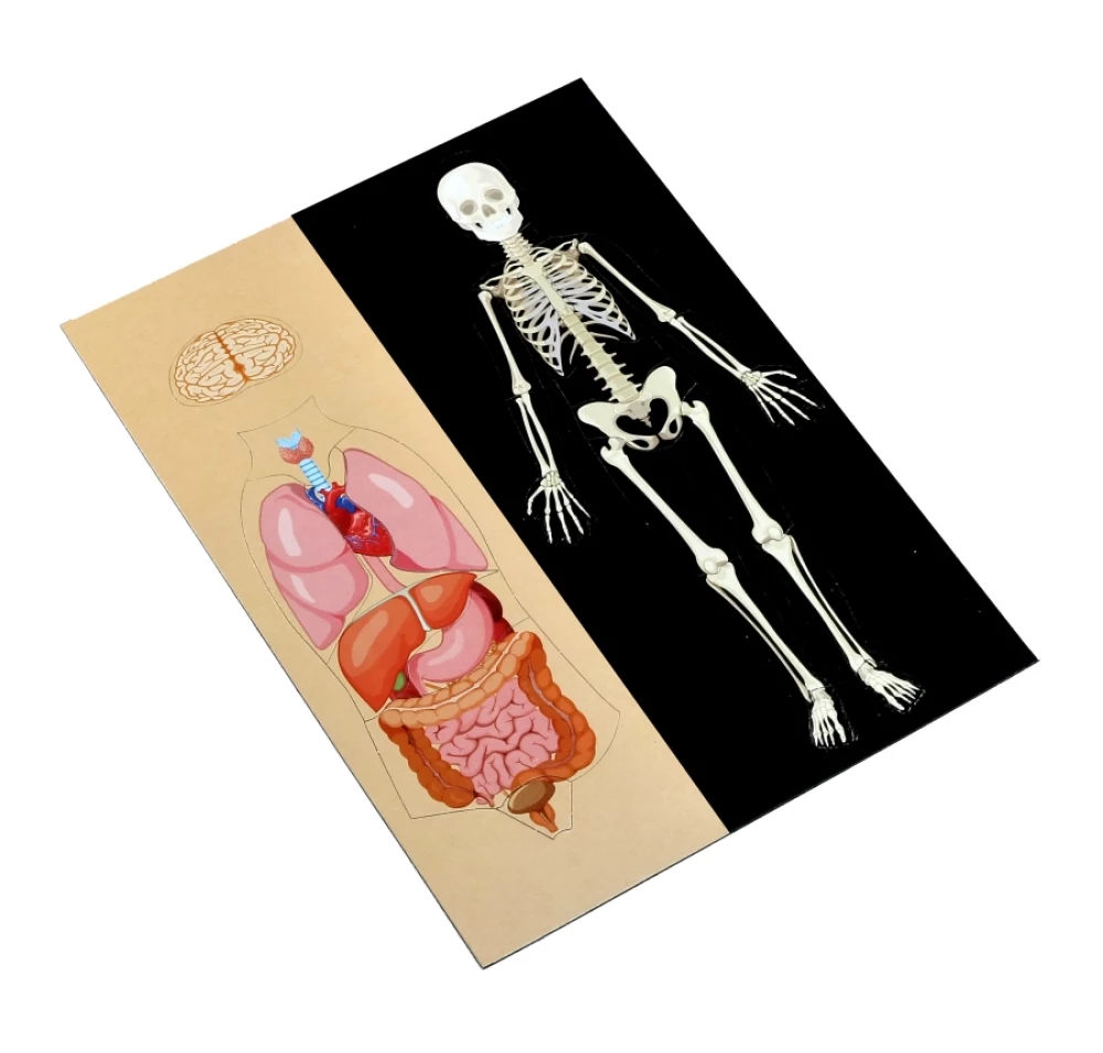 Magnetisches Spiel - Anatomie