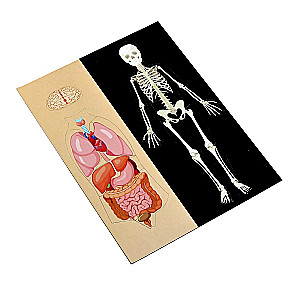 Magnetisches Spiel - Anatomie