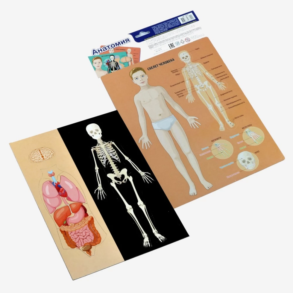Magnetisches Spiel - Anatomie