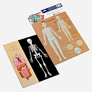 Magnetisches Spiel - Anatomie