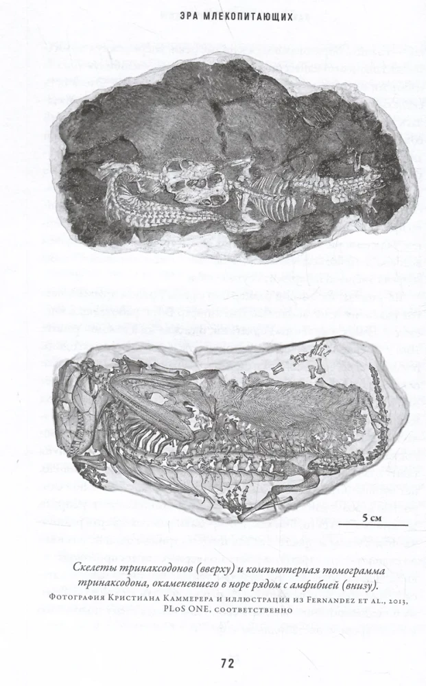 The Era of Mammals. From the Shadow of Dinosaurs to World Domination