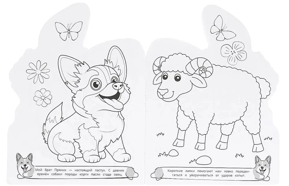 Corgis and Company