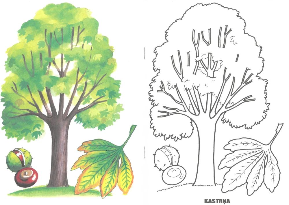 Coloring Book - Trees and Leaves