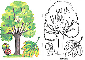 Coloring Book - Trees and Leaves