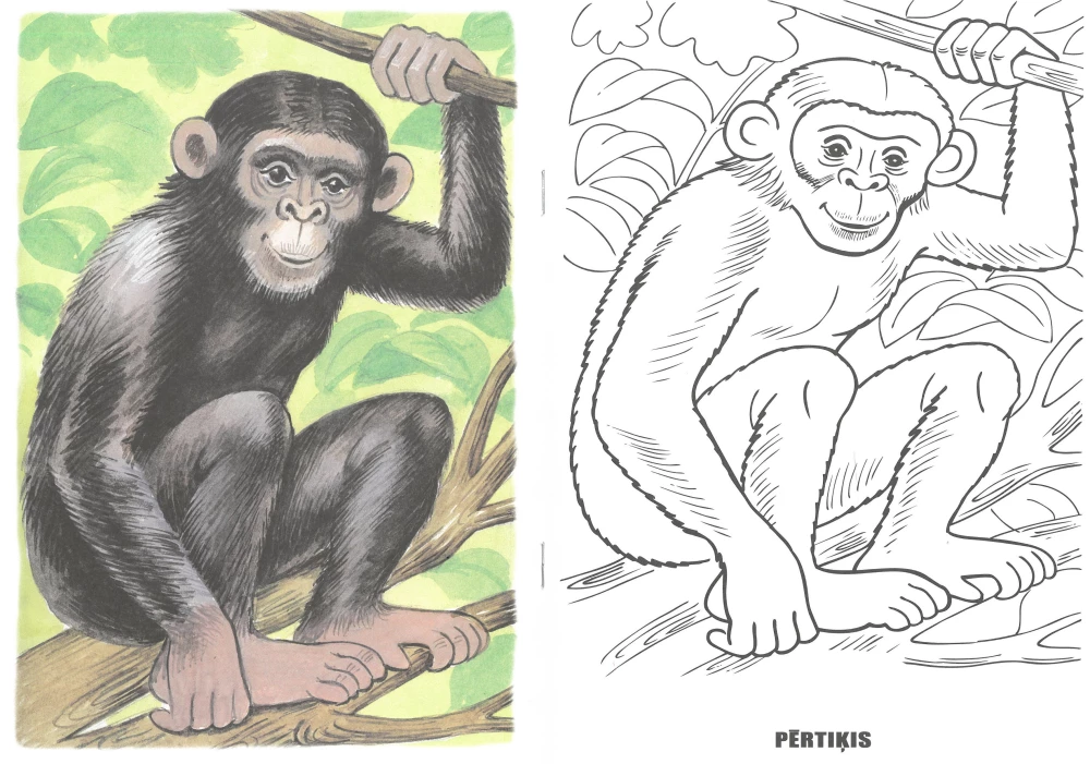 Coloring Book - Animals of Hot Countries