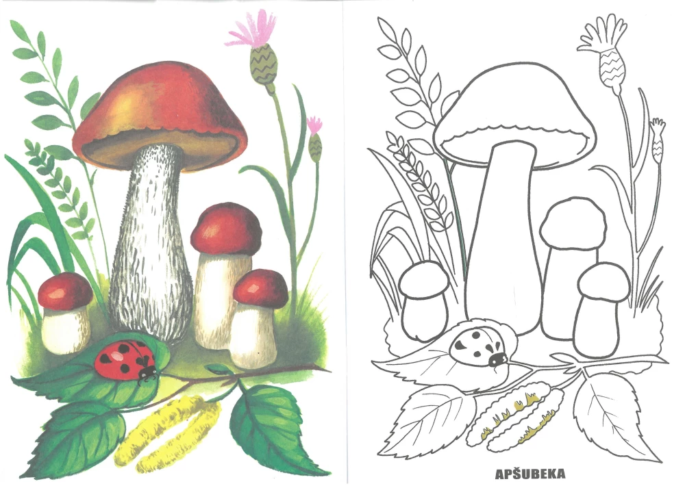 Coloring Book - Mushrooms