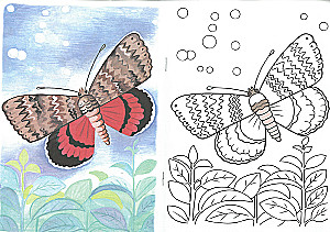 Coloring Book - Butterflies