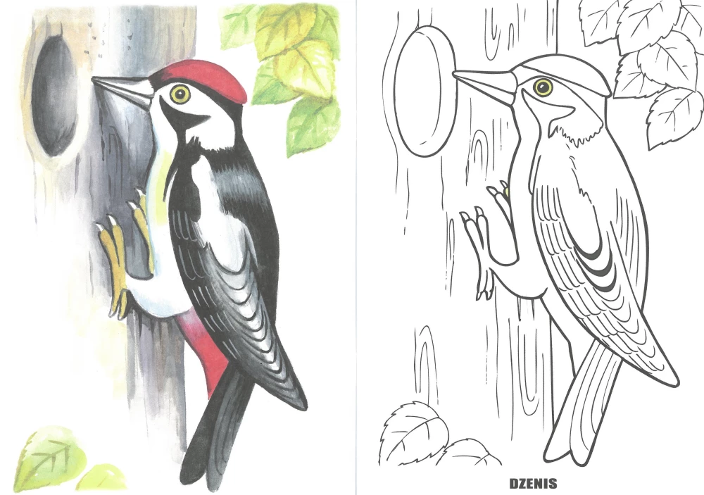 Coloring book - Wintering birds