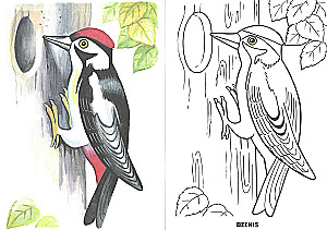 Coloring book - Wintering birds