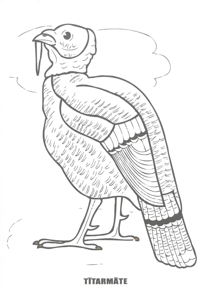 Coloring Book - Domestic Birds