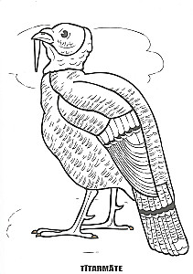 Coloring Book - Domestic Birds