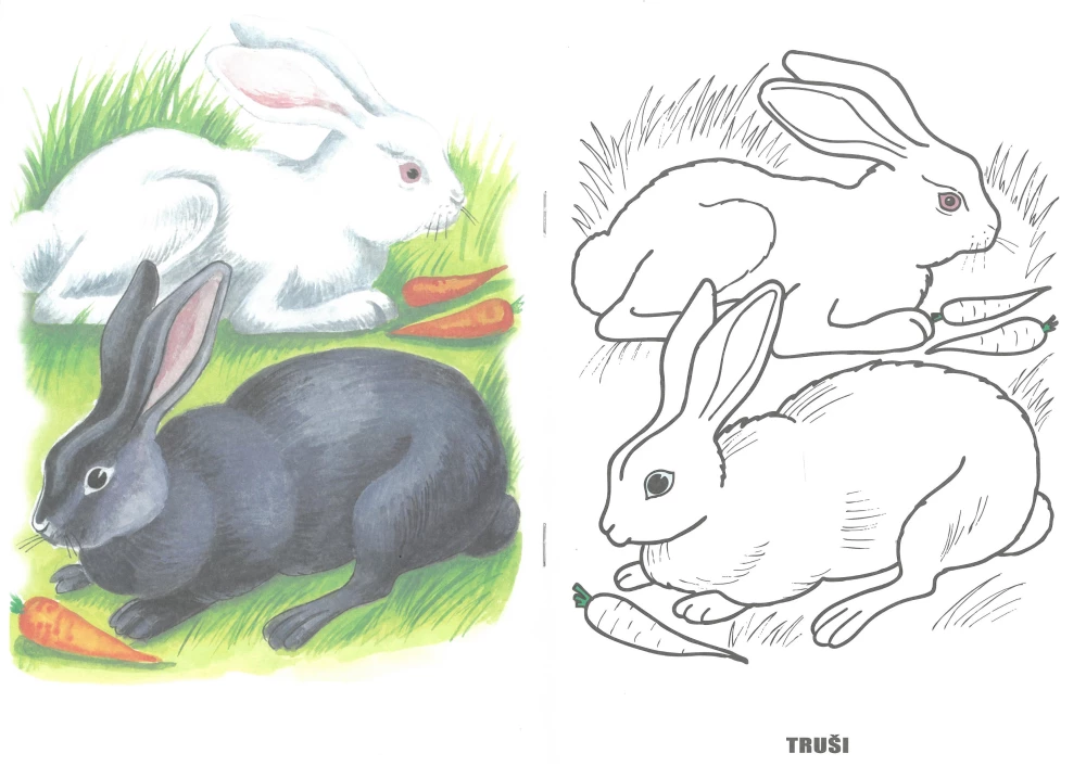 Coloring book - Pets