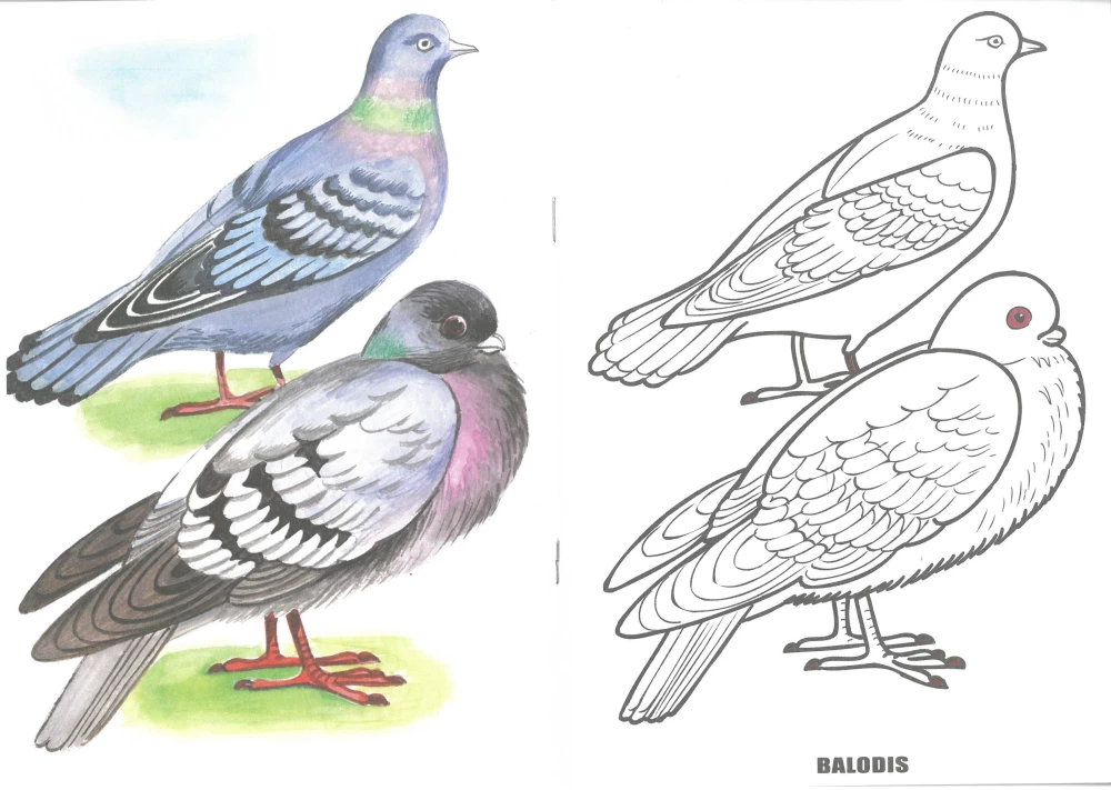Coloring Book - Birds