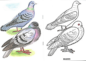 Coloring Book - Birds