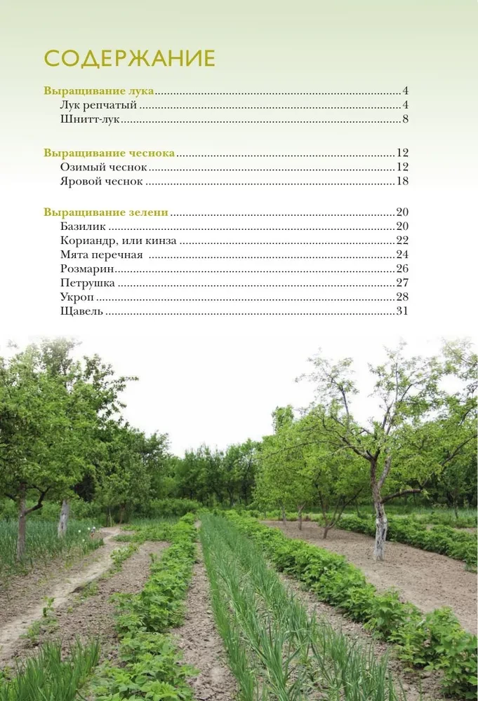 Onion, garlic, greens. Planting. Care. Protection. Harvesting. Storage