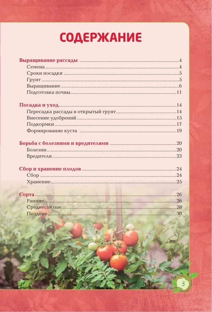 Tomatoes. A Rich Harvest Without Mistakes