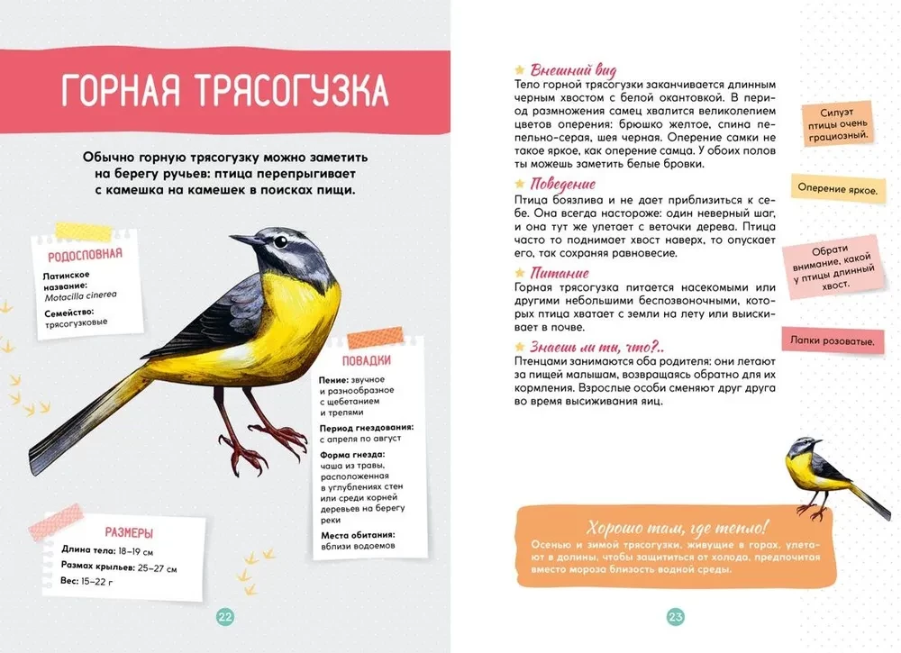 Birds