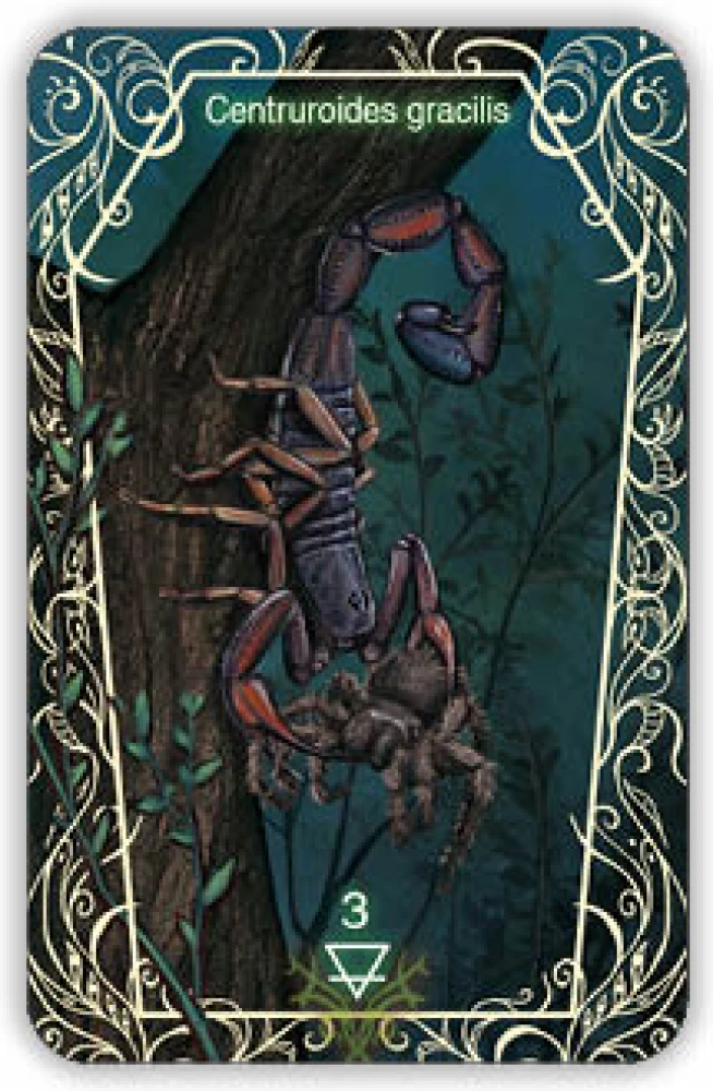 Oracle 44 Death Messenger (divination cards with instructions)