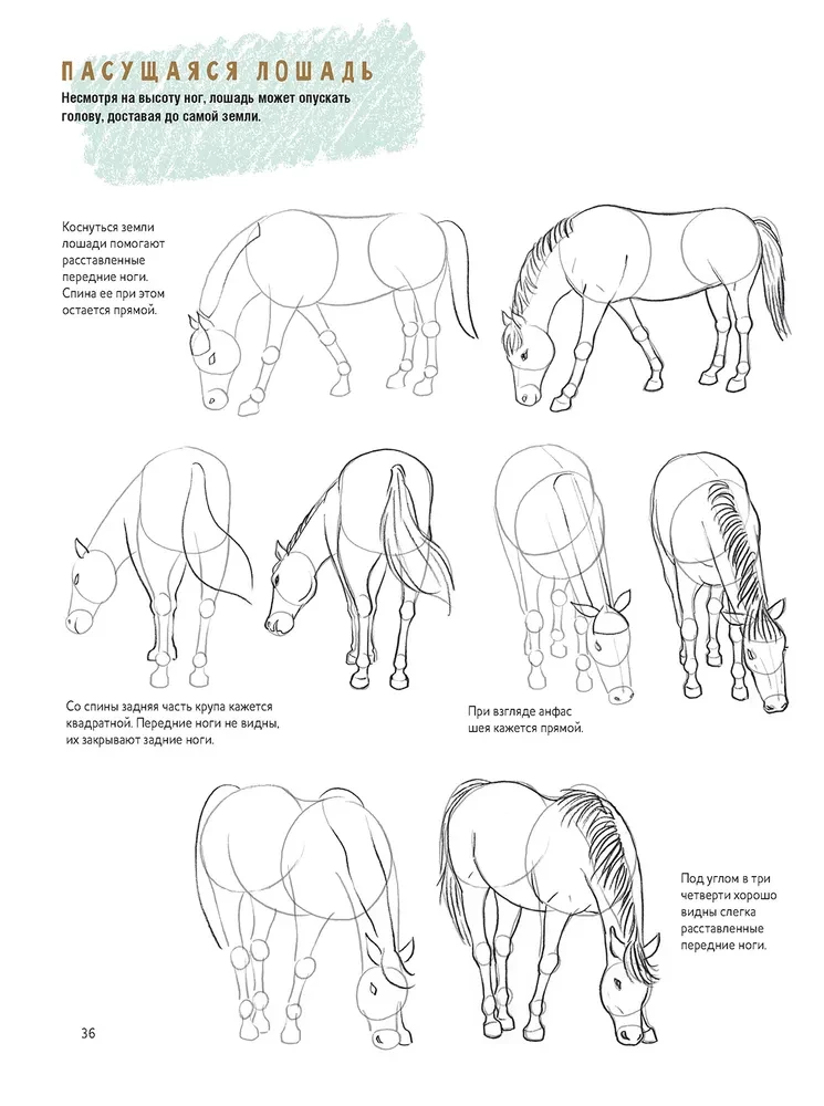 Sketchbook for the Beginning Artist. Creating Horse Sketches Step by Step