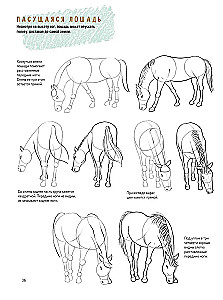 Sketchbook for the Beginning Artist. Creating Horse Sketches Step by Step