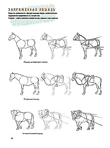 Sketchbook for the Beginning Artist. Creating Horse Sketches Step by Step