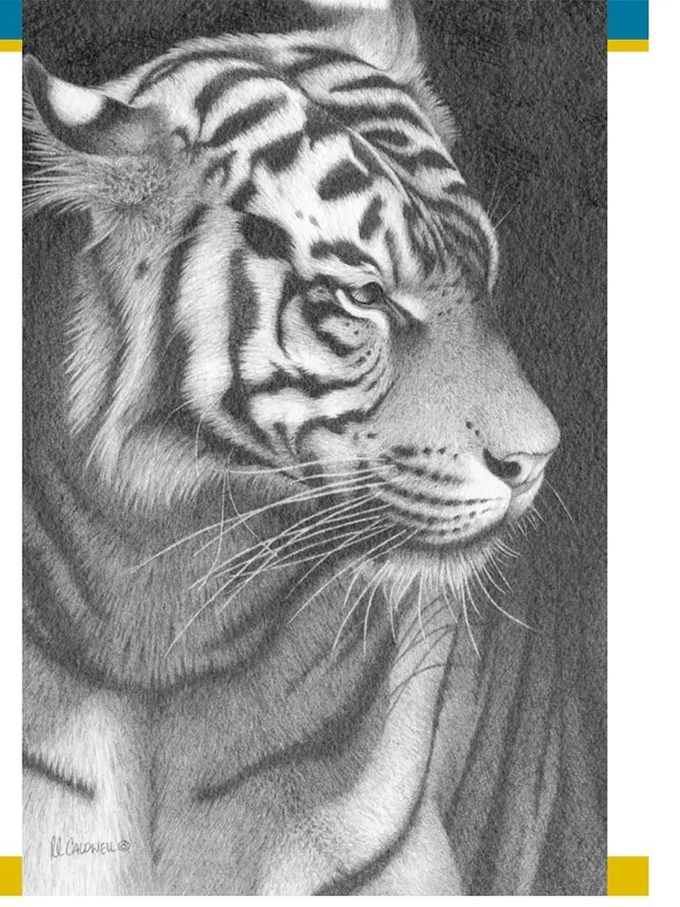 Realistic Animal Drawings