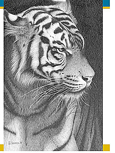 Realistic Animal Drawings