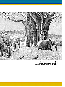 Realistic Animal Drawings