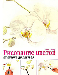 Drawing Flowers from Bud to Leaves