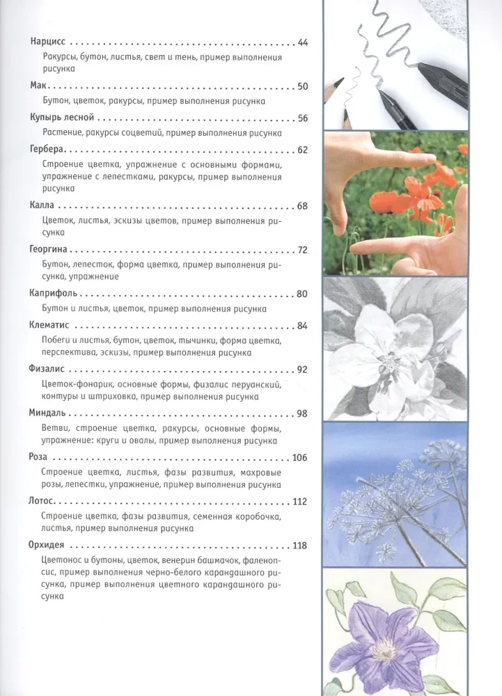 Drawing Flowers from Bud to Leaves