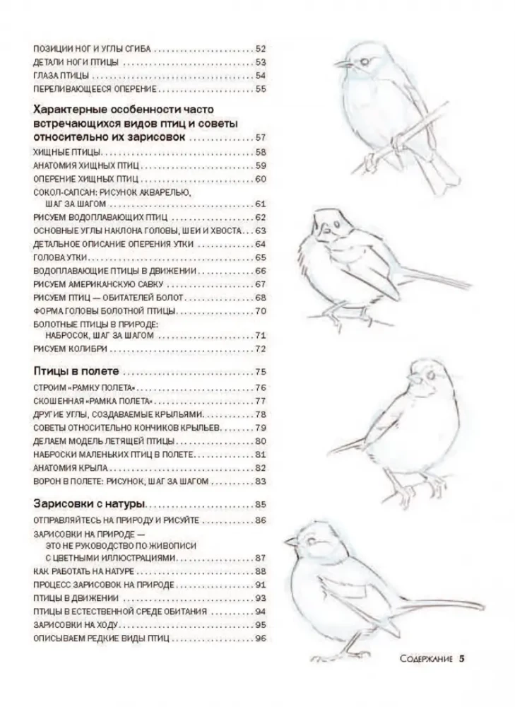 How to Draw Birds