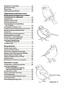 How to Draw Birds