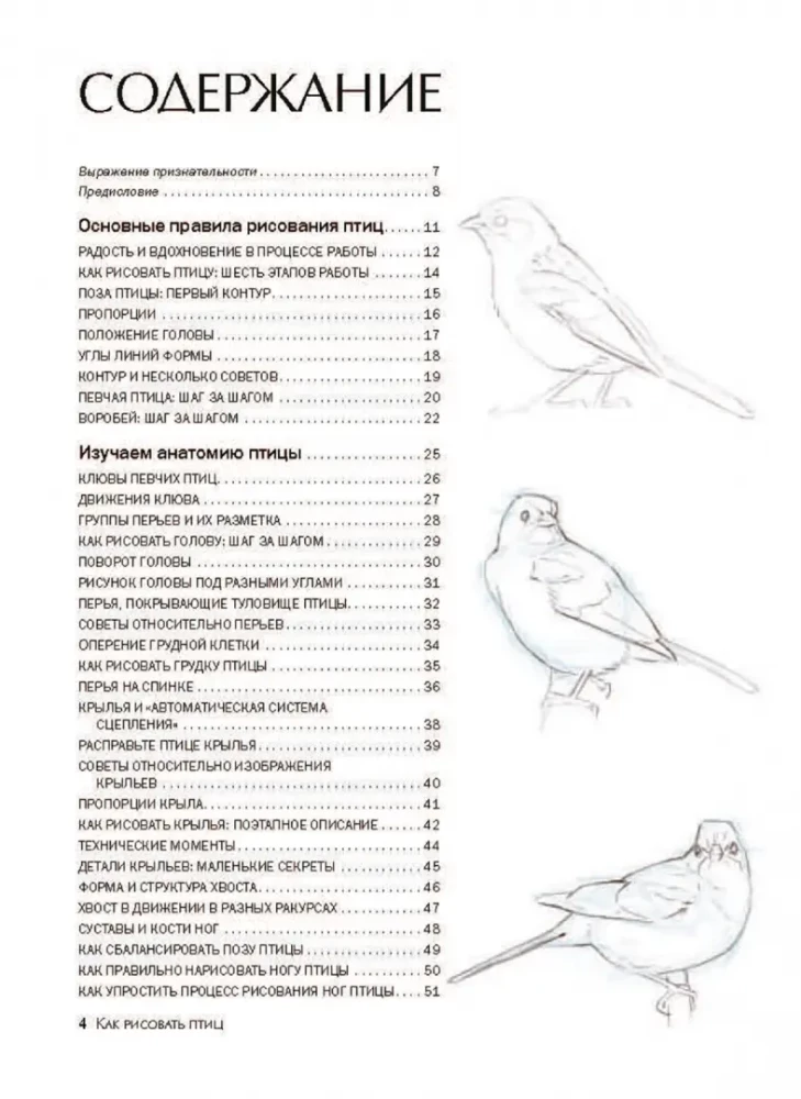 How to Draw Birds
