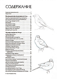 How to Draw Birds