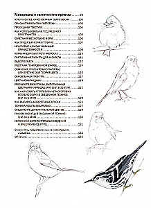 How to Draw Birds