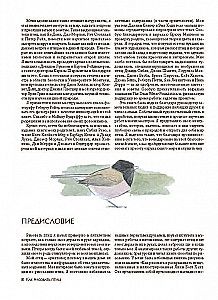 How to Draw Birds