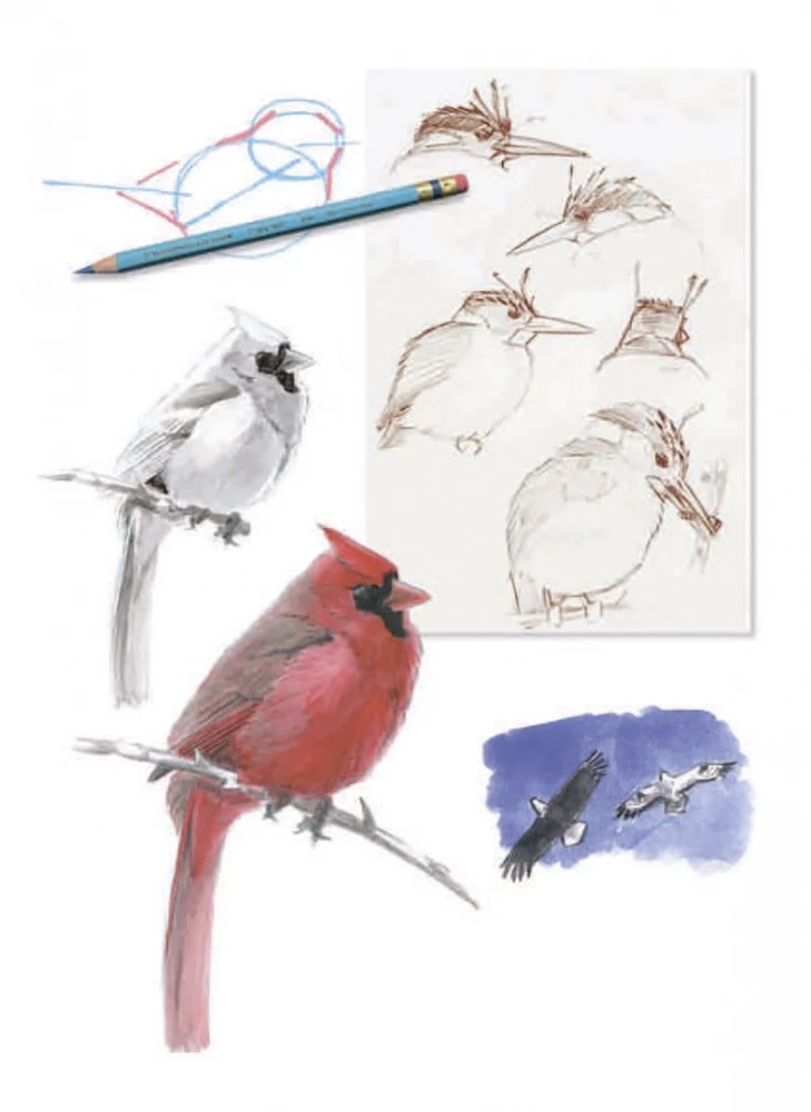 How to Draw Birds