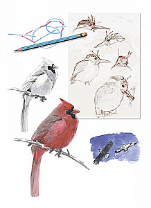 How to Draw Birds