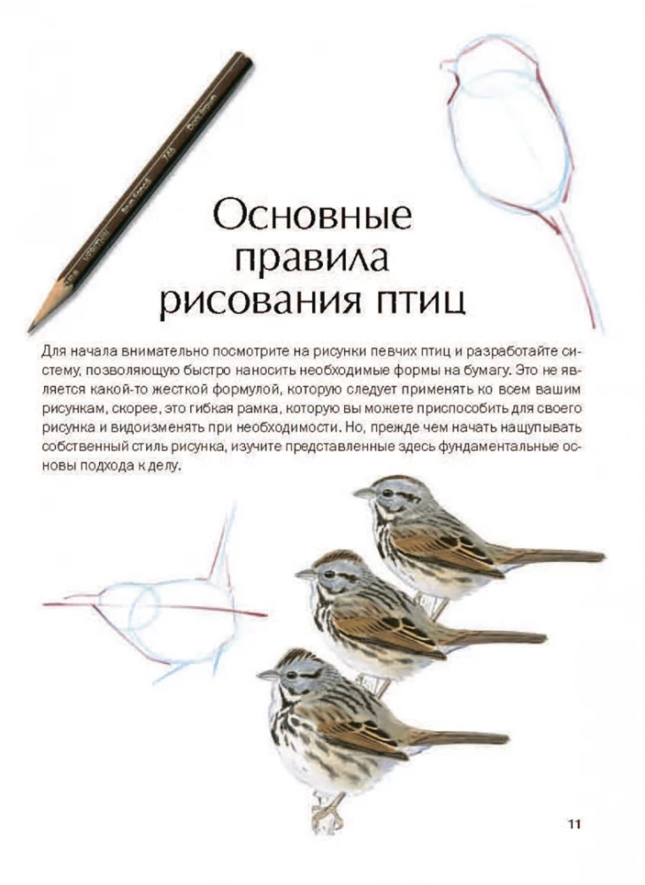 How to Draw Birds