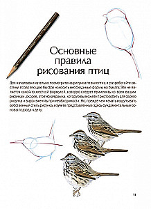 How to Draw Birds