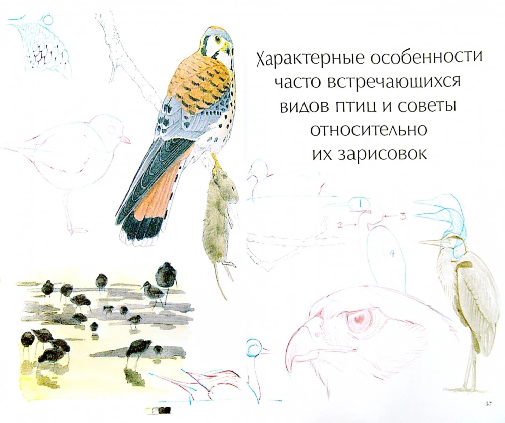 How to Draw Birds