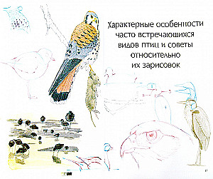 How to Draw Birds