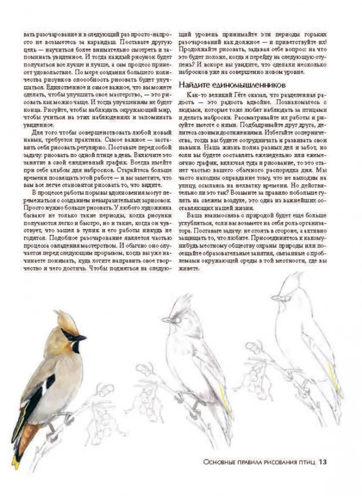 How to Draw Birds